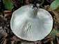Földtoló galambgomba (Russula delica), Pilis